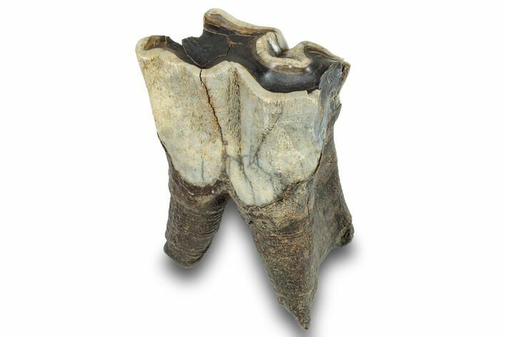 Fossil Woolly Rhino (Coelodonta) Tooth - Siberia #253969